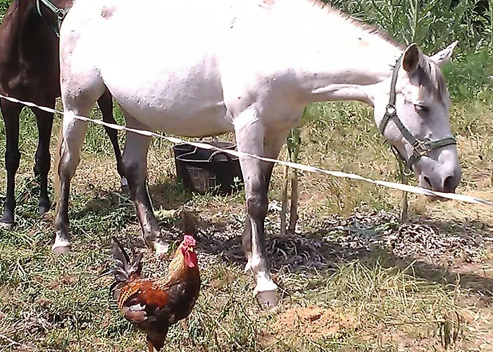 Molino De Vandrarhem